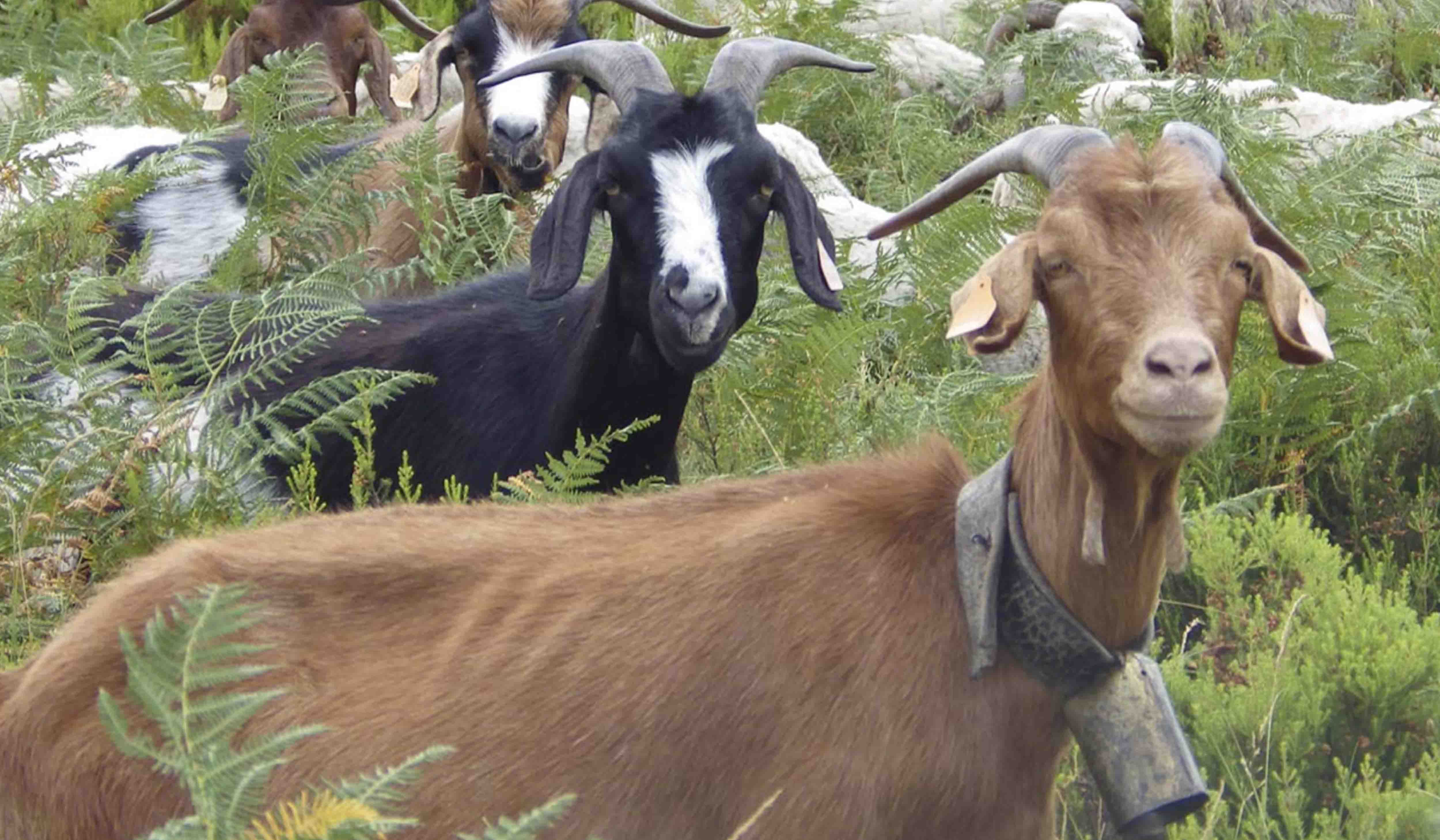 Câmara apoia criação de ovinos e caprinos – Candidaturas até 16 de junho!